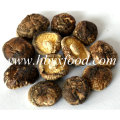 Cogumelo Shiitake seco com sabor perfeito